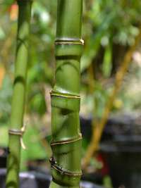 Bambus-Kln Halmansicht Phyllostachys aurea mit den typischen Knoten