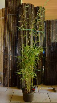 Bambus-Köln Köln Fargesia robusta campbell - Höhe 140 cm