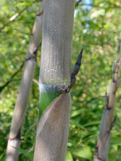 Bambus-Köln Halmaustrieb von Phyllostachys Nigra Henonis