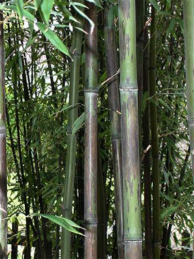 Bambus-Kln Bambushain mit Phyllostachys nigra Boryana