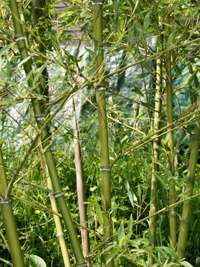 Bambus-Köln Halmdetailansicht von Phyllostachys parvifolia mit dem charakteristische Halmreif unterhalb der Nodie