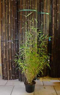 Bambus-Köln Bambus Fargesia  - mit 80 cm Lieferhöhe