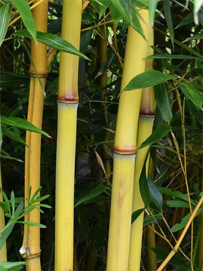 Bambus-Köln Köln Detail vom Bambushalm der Sorte Phyllostachys aureosulcata Aureocaulis