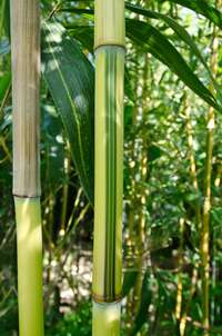 Bambus-Kln Detailansicht vom Bambus Halm - Phyllostachys aureosulcata Spectabilis