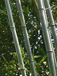 Bambus-Kln Phyllostachys aureosulcata alata - typische olivfrbung der Halme