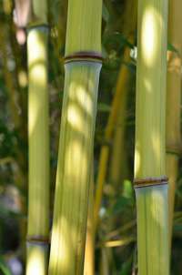 Bambus-Kln Detailansicht vom Bambushalm Phyllostachys aureosulcata harbin inversa