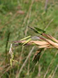 Bambus-Kln Detailansicht der Bambusblte 2014 von Phyllostachys kwangsiensis