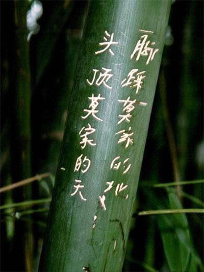 Bambus-Köln Köln Phyllostachys pubescens Moso - Höhe in Deutschland bis 7 Meter