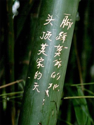 Bambus-Kln Phyllostachys pubescens Moso - Hhe in Deutschland bis 7 Meter