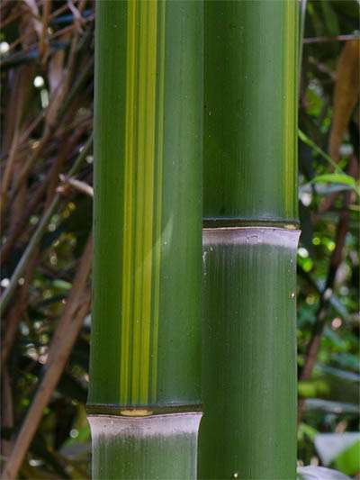 Bambus-Köln Halmzeichnung von der Bambussorte Phyllostachys vivax huangwenzhu