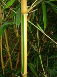 Bambus-Köln Phyllostachys bambusoides Castilloni - Detailansicht vom gelbem Halm mit grünem Sulcus