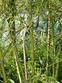 Bambus-Kln Halmdetailansicht von Phyllostachys parvifolia mit dem charakteristische Halmreif unterhalb der Nodie