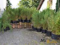Bambus-Kln Fargesia murielae Jumbo - Pflanzenhhe 140 cm