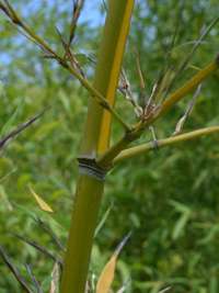 Bambus-Köln Halmanischt vom Bambus Phyllostachys arcana Luteosulcata
