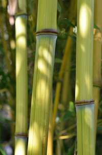 Bambus-Köln Köln Detailansicht vom Bambushalm Phyllostachys aureosulcata harbin inversa