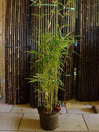 Bambus-Köln 