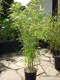 Bambus-Kln Phyllostachys Mannii Hhe ca. 80 cm