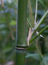 Bambus-Köln Köln Halmdetail von Phyllostachys viridiglaucescens mit der typischen Bemehlung