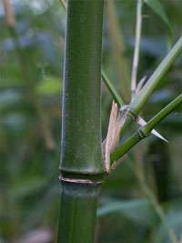 Bambus-Kln Halmdetail von Phyllostachys viridiglaucescens mit der typischen Bemehlung