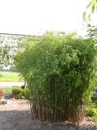 Bambus-Köln Fargesia jiuzhaigou Hain - Jade Bambus