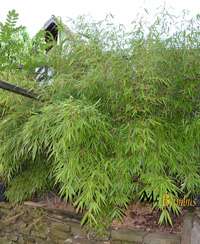 Bambus-Köln Liefergröße: 125 bis 150 cm - 15 Liter Topf