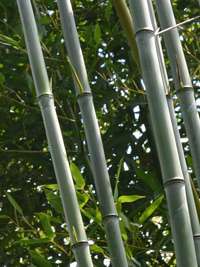Bambus-Köln Köln Phyllostachys aureosulcata alata - typische olivfärbung der Halme