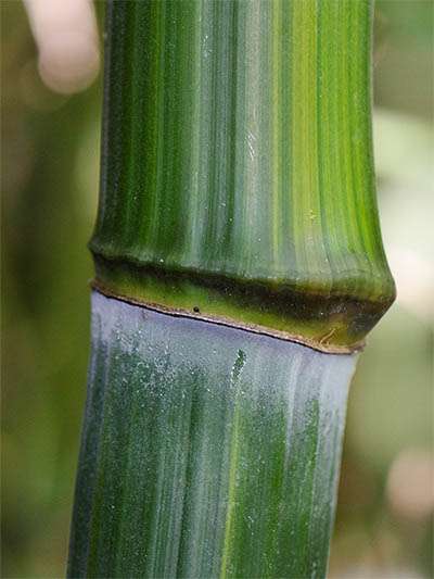 Bambus-Köln Detailansicht vom Bambushalm Phyllostachys aureosulcata harbin