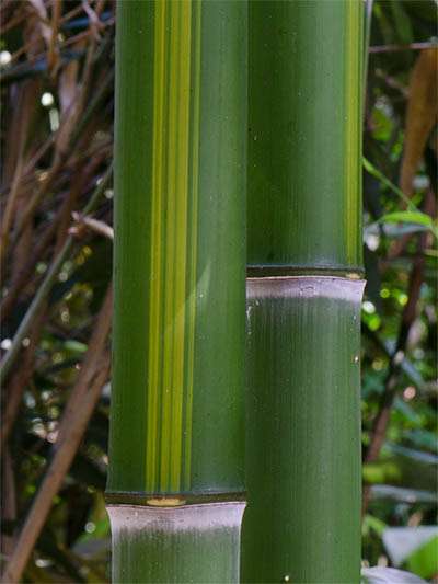 Bambus-Kln Halmzeichnung von der Bambussorte Phyllostachys vivax huangwenzhu