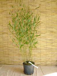 Bambus-Köln Phyllostachys heteroclada - Wasserbambus