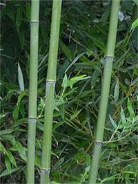 Produkt: Bambus-Kln Phyllostachys bissetii