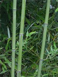 Bambus-Kln: Halmansicht von Phyllostachys bissetii - Ort: Kln