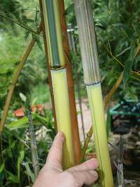 Bambus-Kln: Detailansicht vom Halm und grnem Sulcus von Phyllostachys aureosulcata Spectabilis - Ort: Kln