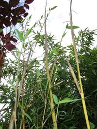 Bambus-K�ln: frischer Halmaustrieb von Phyllostachys bambusoides Castilloni im Mai - Ort: K�ln