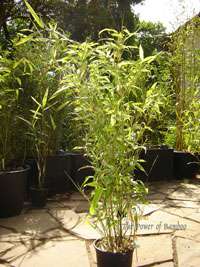 Bambus-Kln: Phyllostachys Mannii Hhe ca. 80 cm - Ort: Kln