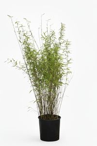 Produkt: Bambus-K�ln Bambus Fargesia Nitida - Black Pearl