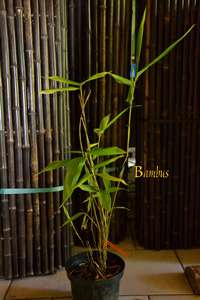 Bambus-Köln: Phyllostachys pubescens edulis - Moso - Riesenbambus - Ort: Köln