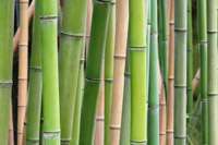 Bambus-Köln: Phyllostachys pubescens edulis - Moso - Riesenbambus - Ort: Köln