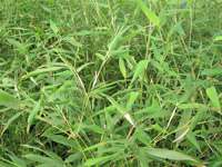 Bambus-K�ln: Phyllostachys bissetii - Ort: K�ln