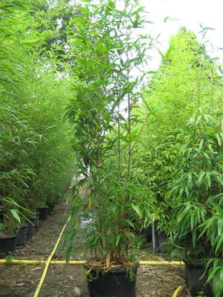 Bambus-K�ln: Semiarundinaria fastuosa  - 20 Liter Topf - Ort: K�ln