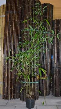 Bambus-Kln: Phyllostachys atrovaginata - Hhe 150 cm - Ort: Kln