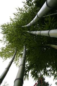 Bambus-Kln: Detailansicht vom Phyllostachys vivax huangwenzhu - Ort: Kln