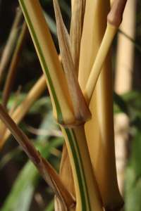 Bambus-Köln: Detailansicht vom Halm Phyllostachys vivax aureocaulis - Ort: Köln