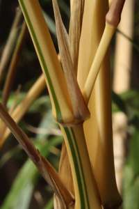 Bambus-Kln: Detailansicht vom Halm Phyllostachys vivax aureocaulis - Ort: Kln