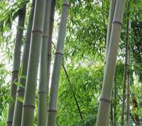 Bambus-Kln: Bambushain von Phyllostachys Nigra Henonis - Ort: Kln