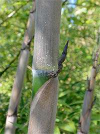 Produkt: Bambus-Kln Phyllostachys Nigra Henonis