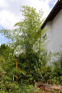 Bambus-Kln: Phyllostachys aureosulcata Spectabilis - Ort: Kln