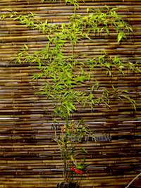 Bambus-K�ln: Phyllostachys nigra Boryana - Gr��e 150 cm - Ort: K�ln