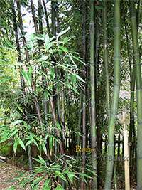 Bambus-K�ln: Bambushain mit Phyllostachys nigra Boryana - Ort: K�ln