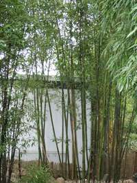 Bambus-K�ln: Bambushain Phyllostachys nigra Boryana - Ort: K�ln