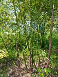 Bambus-Köln: Phyllostachys parvifolia - Ort: Köln